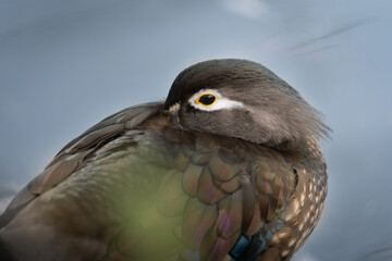 duck