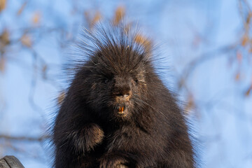 Porcupine
