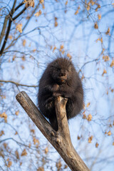 Porcupine
