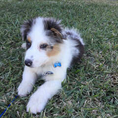 Fototapeta premium Australian Shepherd puppy