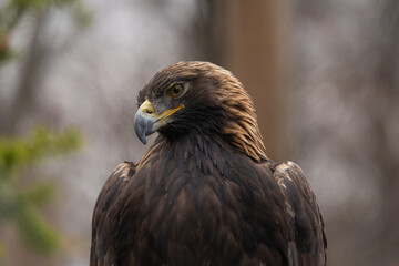 Fototapeta premium portrait of an eagle