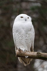 snowy owl in the zoo