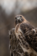 bird of prey