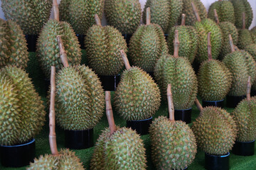 durian fruit on market tray