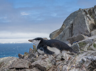 Antarctic penguin lying on rocks looking at the horizon