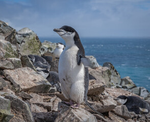Naklejka premium antarctic penguin standing flapping on rocks