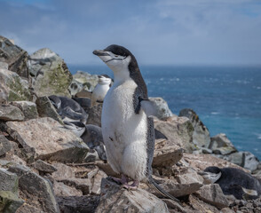 antarctic penguin standing flapping on rocks