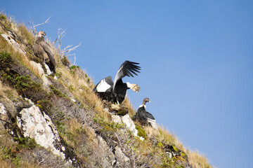 three andean condors waiting for their food