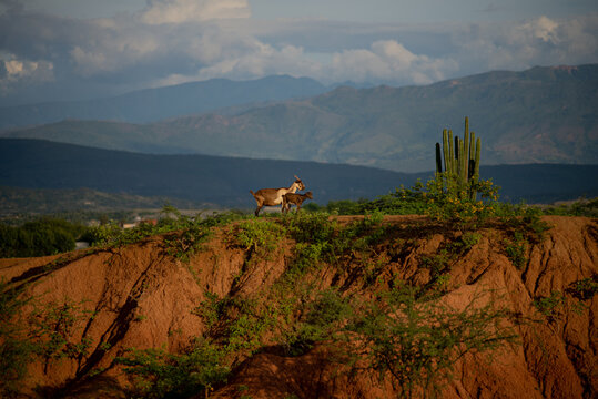Duna y cabras en el Desierto de la Tatacoa