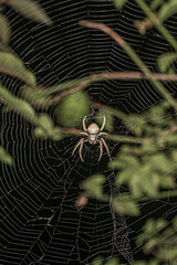 Araña en su telaraña