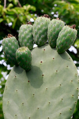 Prickly pear tree closeup, with unripe fruits