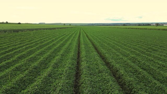 Peanut field plantation sunset