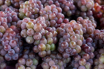 Closeup of bunches of grapes