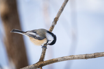 black tit