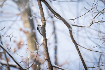 woodpecker