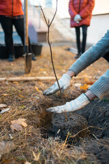 reforestation or volunteer hands in gloves planting new tree in city park