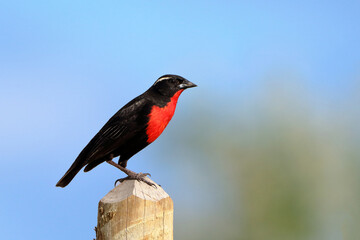 White-browed Meadowlark (Leistes superciliaris) perched on a fence post. endemic bird of south america