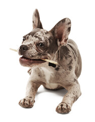 Cute French Bulldog with toothbrush on white background