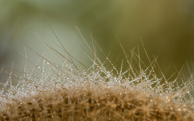Close up of dew drops on wild flower in morning, The grass flower fresh outdoor nature background.