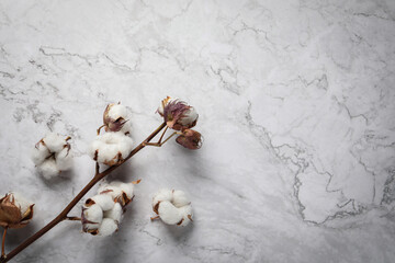 Dry cotton branch with fluffy flowers on white marble background, top view. Space for text