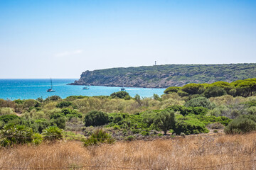 Herbs and vegetation on dunes of bolonia beach with cliff yachts on horizon, Tarifa SPAIN