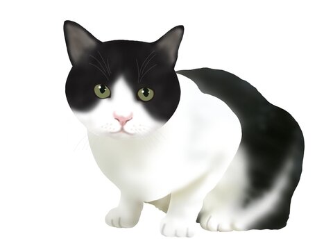 アーティスト　大きなハチワレ猫ちゃん 61zJ2IWRSuL._UF350,350_QL80_.jpg