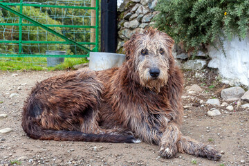 Irish Wolfhound dog sitting down outside 