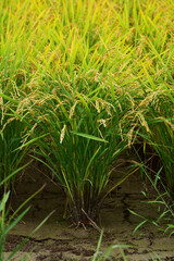 水を抜いた収穫前の田んぼ