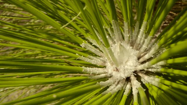 A late grass stage long leaf pine macro close up of white growing tip in center of main stem around soft green needles of future evergreen conifer tree trunk stock