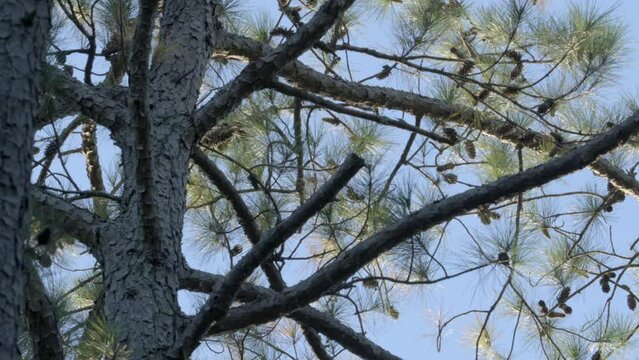 Loblolly long leaf pine a coniferous evergreen tree of mature seed bearing age ripe with cones at its upper canopy