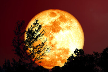 Super Grain blood moon silhouette tree in field on night sky