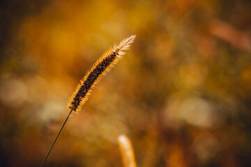 Grass close-up summer time