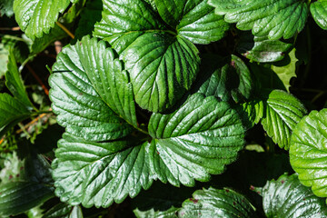 Abstract background with strawberry leaves