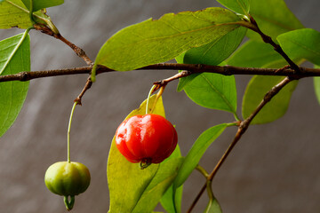 Brazilian cherry or pitanga in portuguese, on brown background