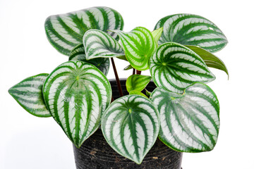 Peperomia watermelon indoor plant on white background