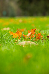 Autumn leaves lie on green grass.
