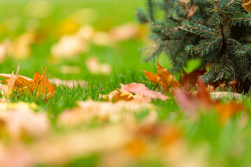 Autumn leaves lie on green grass.