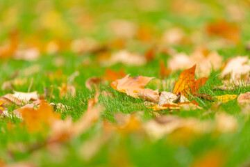 Dry leaves lie in the garden