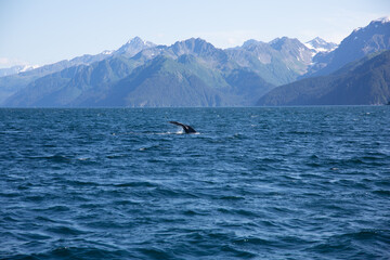 humpback tail