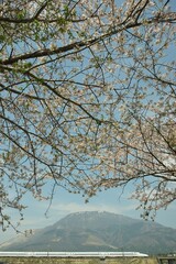 桜咲く伊吹山麓を走る東海道新幹線N700A