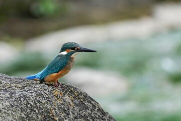 岩にとまってくつろぐカワセミ幼鳥オス