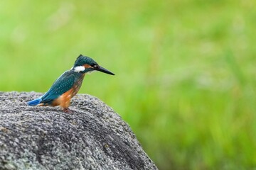 岩にとまって必死で餌を探すカワセミ幼鳥オス