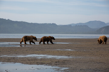 Bears in alaska at wrangell st elias