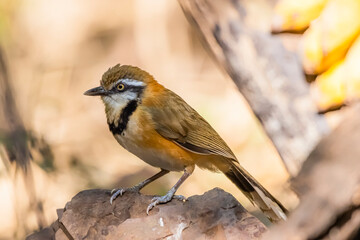 Greater Necklaced Laughingthrush on a ground