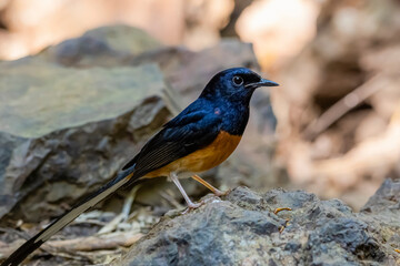 White-rumped Shama on a ground