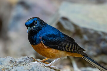 White-rumped Shama on a ground