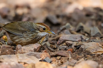 Puff-throated Babbler on a ground