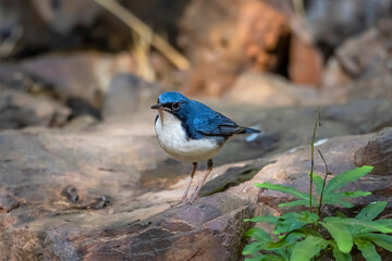 Siberian blue robin on a ground