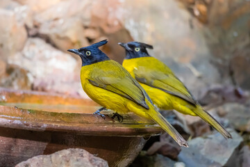 Black-capped Bulbul drinking a water