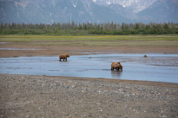 Bears in alaska walking through water 